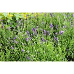 bylina Lawenda Thumbelina Leigh B211