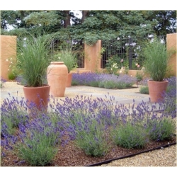 bylina Lawenda Thumbelina Leigh B211