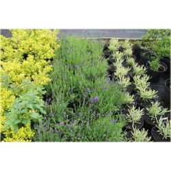 bylina Lawenda Thumbelina Leigh B211