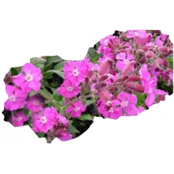 bylina Lepnica Silene B223