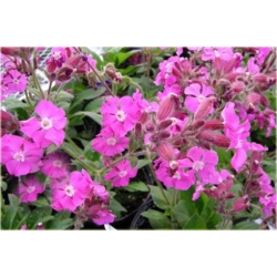 bylina Lepnica Silene B223