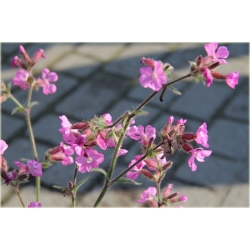 bylina Lepnica Silene B223