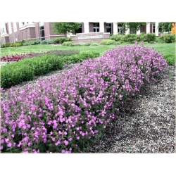 bylina Lepnica Silene B223