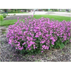 bylina Lepnica Silene B223