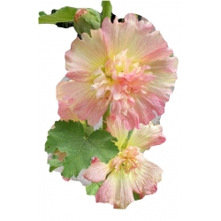 bylina Malwa morelowa B430