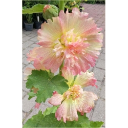 bylina Malwa morelowa B430