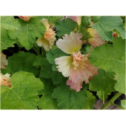 bylina Malwa morelowa B430