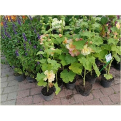 bylina Malwa morelowa B430