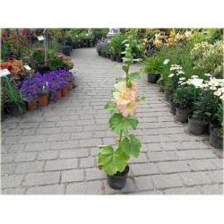 bylina Malwa morelowa B430