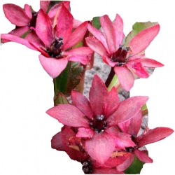 bylina Mukgenia Nova Flame B438