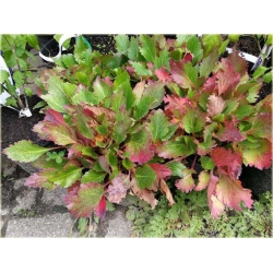 bylina Mukgenia Nova Flame B438