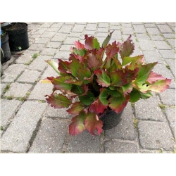 bylina Mukgenia Nova Flame B438