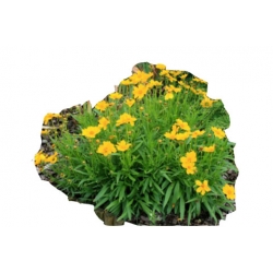 bylina Nachyłek wielkokwiatowy B161