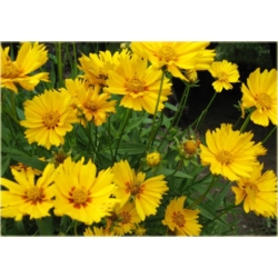 bylina Nachyłek wielkokwiatowy B161