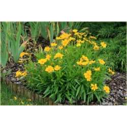 bylina Nachyłek wielkokwiatowy B161