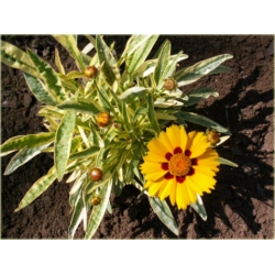 bylina Nachyłek wielkokwiatowy B161