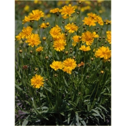 bylina Nachyłek wielkokwiatowy B161