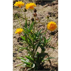 bylina Nachyłek wielkokwiatowy B161