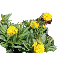 bylina Nachyłek wielkokwiat Solena B195