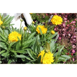 bylina Nachyłek wielkokwiat Solena B195