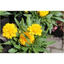 bylina Nachyłek wielkokwiat Solena B195