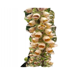 bylina Naparstnica rdzawa B437