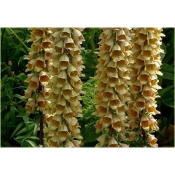 bylina Naparstnica rdzawa B437