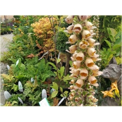 bylina Naparstnica rdzawa B437