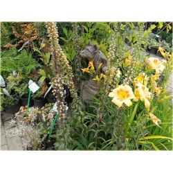 bylina Naparstnica rdzawa B437