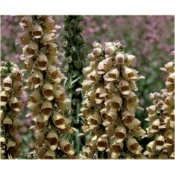 bylina Naparstnica rdzawa B437