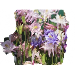 bylina Orlik karłowy Biedermeier B186