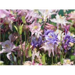 bylina Orlik karłowy Biedermeier B186