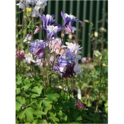 bylina Orlik karłowy Biedermeier B186