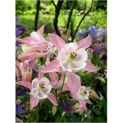 bylina Orlik karłowy Biedermeier B186