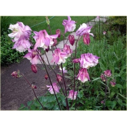 bylina Orlik karłowy Biedermeier B186