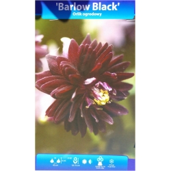 bylina Orlik ogrodowy Barlow B412