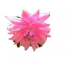 bylina Orlik ogrodowy Barlow Pink B414