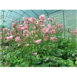 bylina Orlik ogrodowy Barlow Pink B414