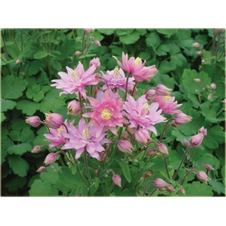 bylina Orlik ogrodowy Barlow Pink B414