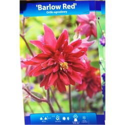bylina Orlik ogrodowy Barlow Red B415
