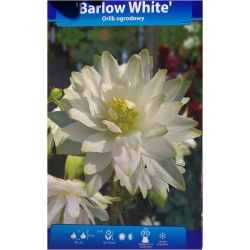 bylina Orlik ogrodowy Barlow White B413