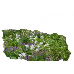 bylina Orlik pospolity B181