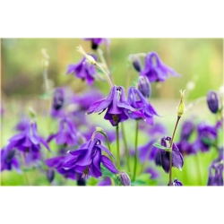 bylina Orlik pospolity B181