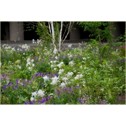 bylina Orlik pospolity B181