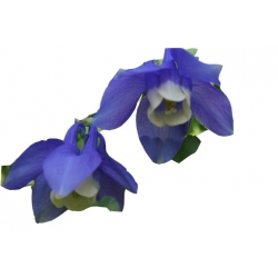 bylina Orlik wachlarzowaty Star B187