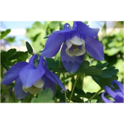 bylina Orlik wachlarzowaty Star B187