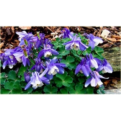 bylina Orlik wachlarzowaty Star B187