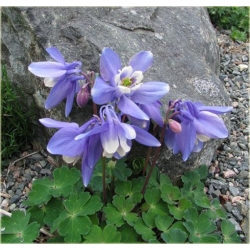 bylina Orlik wachlarzowaty Star B187