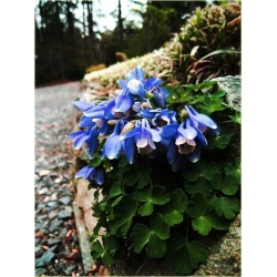 bylina Orlik wachlarzowaty Star B187