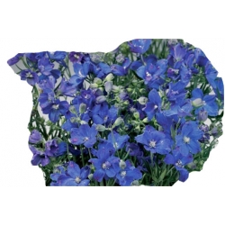 bylina Ostróżka wielkokwiatowa B189